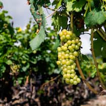 Wie nachhaltig ist eigentlich Wein? Weinberg in Leytron