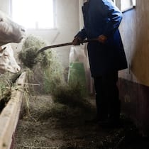 Trotz Vorwurf von Todesdrohungen: St. Galler Bauer aus Haft entlassen farmer feeding Simmental cattle cows in barn on organic farm, Lenklypse 2012 Switzerland