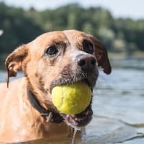 Wie Sie Ihren Hund vor Blaualgen schützen Hund badet im See mit Tennisball in der Schnauze