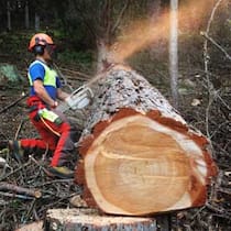 Holzfällen als Massarbeit Holzfällen als Massarbeit