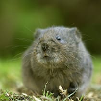 Landwirt gerät unerwartet mit Gesetz in Konflikt Schermaus