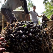 Freihandels-Abkommen mit Indonesien – darum gehts Palmöl-Ernte in Indonesien
