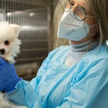 «Wir wollen helfen, nicht einschläfern» Iris Reichler vom Tierspital Zürich hält ein Hundewelpen in den Händen