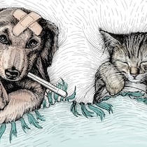 Krankenkasse für Hund und Katz Eine Illustration mit einem kranken Hund und einer kranken Katze, die zugedeckt in einem Bett liegen. Der Hund hat zusätzlich ein Pflaster auf dem Kopf sowie ein Fieberthermometer in der Schnauze.