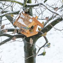 Im Vogelhäuschen droht das Verderben Ein Vogelhäuschen steht auf einem Baumstamm und viele Vögeln machen zum Fressen Rast. Futterhäuschen sind zugleich ein Infektionsherd für Vögel, weshalb man beim Aufstellen auf ein paar Punkte achten sollte.
