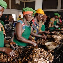 Bauern sollen mehr verdienen Frauen verarbeiten Cashew-Nuesse