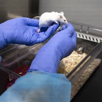 Darum geht es bei der Tierversuchsinitiative Maus für Tierversuch in Krebsforschungs-Labor in Lausanne