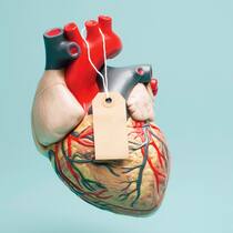 8 Behauptungen zu Organspenden im Check Ein Herz mit einem Zettel dran