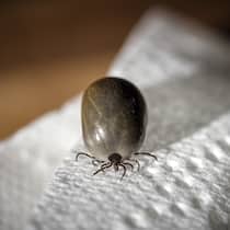 10 Fakten, die Sie zu Zeckenbissen kennen sollten Eine vollgesogene Zecke - Ein Zeckenstich gilt in der Schweiz rechtlich als Unfall. Doch wann müssen Sie zum Arzt, und wie entfernen Sie das Tier ohne Infektionsrisiko? Diese 10 Punkte klären auf