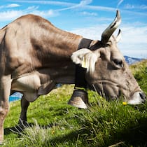 Das Weltretter-Menü Swiss Milk cow grazing on the alm meadow over the Lake Lucerne