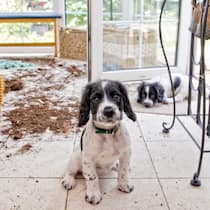 Wenn Tiere einen Schaden anrichten Zwei Hunde schauen unschuldig in die Kamera, im Hintergrund sieht man auf dem Boden zerstreute Pflanzenerde.