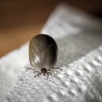 10 Dinge, die Sie über Zecken wissen sollten Eine vollgesogene Zecke