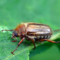 Junikäfer im Anflug? So werden Sie die lästigen Brummer wieder los Ein brauner Käfer läuft auf einem grünen Blatt. Im Juni ist der Junikäfer auf Balkonen, in Parks und Gärten unterwegs und schadet den Pflanzen.
