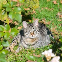 Den Büsis hilft die Pflicht zum Schnitt Einäugige Katze versteckt sich im Busch