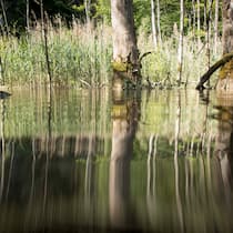 Das stille Sterben unter Wasser Blick aufs Wasser des Hüsenbachs, das Ufer spiegelt sich darauf