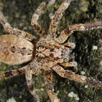 Riesenspinne breitet sich in der Schweiz aus – wegen des Klimawandels Eine ausgewachsene Zoropsis spinimana auf einem Felsen in Italien.