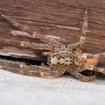 Nosferatu-Spinne im Badezimmer – das müssen Sie wissen Nosferatu-Spinne mit typischer Zeichnung, die an den Vampir Nosferatu erinnert