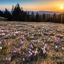 Wanderung über den Rämisgummen Krokusse auf der Raemisgrummen Alp
