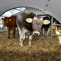 Bürokratie gegen gesunde Kälber Freiluftkälber in einem Iglu