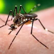 Asiatische Stechmücke erobert Zentraleuropa Asiatische Stechmücke erobert Zentraleuropa