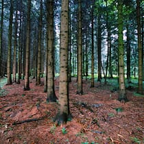 Panikstimmung im Forst Panikstimmung im Forst