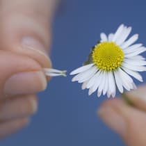 «Ich kann einfach nicht loslassen» Eine Nahaufnahme eines Gänseblümchen und einer Hand, welche einzeln die Blütenblätter zupft, um herauszufinden, ob es sich lohnt, um die Liebe zu kämpfen.