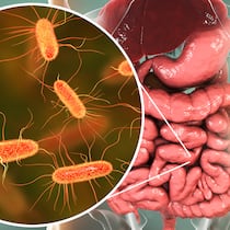 Gefahr im Darm Darstellung EHEC-Bakterien