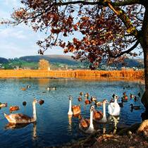 Für Wander- und andere Vögel Klingnauer Stausee