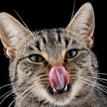 Bedrohen Katzen die Artenvielfalt? Katze