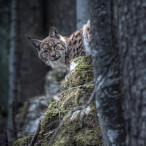 Dem Phantom der Wälder auf der Spur Foto eines Luchses im Wald von Laurent Geslin.