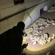 Kampf ums Tierwohl – harte Fronten zwischen Tierschützern Tierschutzaktivist mit Taschenlampe leuchtet in Stall auf Küken