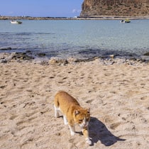 Keine Hunde, keine Zigis, kein Sex Eine Katze am Meeresstrand - Viele Ferienländer reagieren mit Verboten und Anweisungen auf überbordende Strandurlauber. Der Beobachter zeigt, wo Sie mit Verboten rechnen müssen