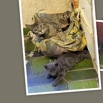 Veterinäramt liess 45 Katzen acht Monate lang leiden «Das Leiden der Tiere hätten verhindert werden können, wenn das Amt rechtzeitig gehandelt hätte», sagt Esther Geisser, Präsidentin von NetAP.