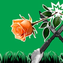 Wann Nachbarn zur Heckenschere greifen dürfen Zwei Hände halten eine Gartenschere, die eine Rose zerschneidet. Dahinter ist eine Explosionswolke vor grünem Hintergrund. Wann Nachbarn Pflanzen kappen dürfen.