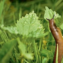 Tipps gegen die Schneckenplage Tipps gegen die Schneckenplage