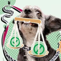 Diese Regeln gelten für Hundehalter Illustration Hund und Recht: Mehr Beissattacken Einen Hund halten – das sind die Regeln Frauchen und Herrchen müssen ihren Vierbeiner im Griff haben – und haben auch sonst einige Pflichten.