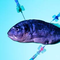 Im Labor wird gerade das Essen neu erfunden Laborfisch