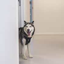 Wie Nestlé und Mars heimlich Schweizer Tierarztpraxen schlucken Hund in einer Praxis: Wenn das Haustier krank ist, vertrauen wir der lokalen Praxis. Doch immer häufiger gehört diese einer Kette, an der Grosskonzerne wie Mars oder Nestlé beteiligt sind. Ein Strukturwandel ist in Gang