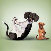 Italien verbietet Yoga mit Welpen – und die Schweiz? Zwei Hundewelpen vor neutralem Hintergrun blicken mit grossen Augen in die Kamera.