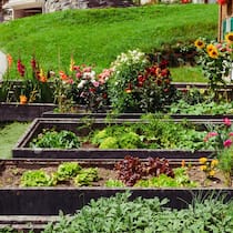 So gelingt Ihr Gemüse- und Kräutergarten Wunderschöner Gemüsegarten mit Blumen im Hintergrund - Gemüse und Kräuter selbst ziehen? Kein Problem – mit diesen Expertentipps gelingt das Anlegen eines Gartenbeets