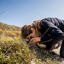 Wie der Klimawandel den Nationalpark verändert Forschungsobjekt Polsternelke: Biologin Sonja Wipf studiert eine der bedrängten alpinen Pflanzen.