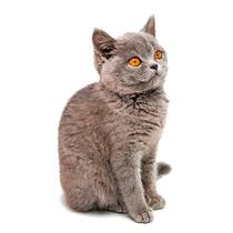 Dank Spenden sind die Katzen betreut Katze