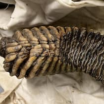 Kajakfahrer entdeckt Mammutzahn aus der Limmat Der ungereinigte Mammutzahn - Ein Kajakfahrer findet in der Limmat ein seltsames Objekt: Es ist ein Mammutzahn! Jetzt lebt die Urzeit im Aargau wieder auf