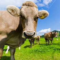 Klimafreundlicher rülpsen und furzen Kuh auf einer Wiese in Sattel SZ