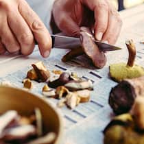 Die guten ins Töpfchen, die schlechten lieber nicht Ein Mann schneidet frisch geerntete Pilze in Stücke.