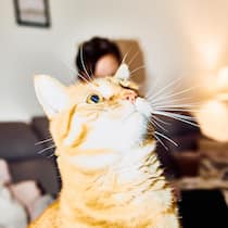 9000 Franken für die Katz? Anna Gerber (Name geändert) bezahlte über 10'000 Franken für die Behandlung ihres kranken Katers Mr. Mo, nachdem der Tierarzt eine Heilung versicherte. Doch es handelte sich um eine Fehldiagnose, und das Tier kollabierte bereits auf dem Heimweg w…