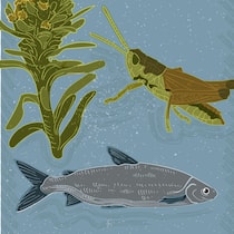 Diese Arten gibt es nur bei uns Tiere und Pflanzen kümmern sich nicht um Landesgrenzen.Und doch gibt es auch unter ihnen solche, die man als waschechte Schweizer bezeichnen könnte: Arten, die nur hier vorkommen.