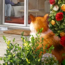 Wie ein dicker Kater zwei Frauen entzweite Eine dicke Katze sitzt vor der Terrassentür - Ein verfressenes Büsi lässt es sich bei der Nachbarin gut gehen – oder hat sie es etwa angefüttert? Darüber musste ein Richter entscheiden