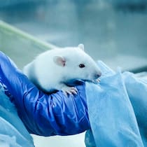 «Wir dürfen Tierversuche nicht verstecken» Maus in Versuchslabor