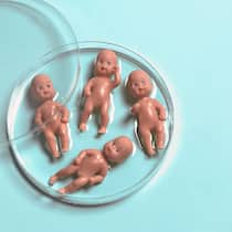 Wie finde ich heraus, wer mein Vater ist? Vier kleine Babypuppen liegen in einer Petrischale, die mit einer Flüssigkeit überzogen ist. Wer nach 2001 aus einer Samenspende gezeugt wurde, kann mittels Gesuch bei den Behörden um Auskunft über den Spender verlangen.